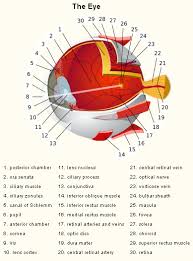 Eye Anatomy Chart A Eye Anatomy Anatomy Skin Anatomy