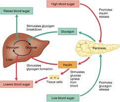 4 regulation of blood glucose atrain