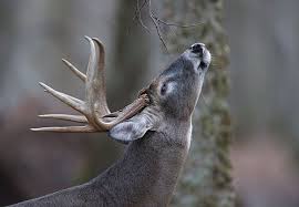 Hunting Deer In The Wind Understanding Wind Thermal And
