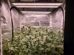 grow lights be from cans plants