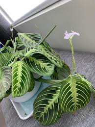 Maranta leuconeura, aka prayer plant, is relatively easy to care for. Prayer Plant Flowers The Next Day Do They Always Fall The Day After Blooming Album On Imgur