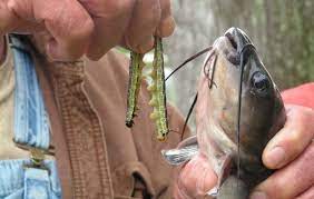 catch catfish bream with catalpa worms