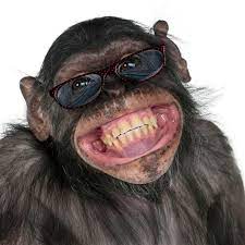 74 000 funny monkey pictures