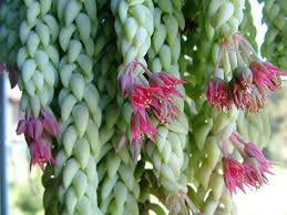 Jul 05, 2017 · la pitaya è una pianta grassa originaria del messico, ma oggi coltivata anche in asia, in israele, a cipro e nelle hawaii. Quali Sono Le 10 Piante Pendenti Da Balcone