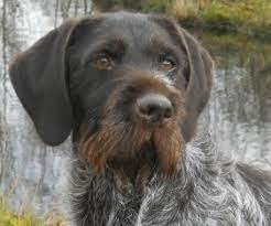 Grch tbks say my name x walnut creeks rimfire. Mustwork Gwps German Wirehaired Pointer Kennel Uk