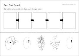 Bean Plant Growth Sequencing Sheets Sb9535 Sparklebox