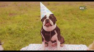 See more ideas about birthday, kids birthday party, birthday party. 15 Dogs Having The Best Birthday Parties Ever The Dog People By Rover Com