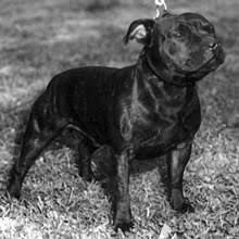 The staffordshire bull terrier is a muscular dog, very strong for its size. Puppyfind Staffordshire Bull Terrier Puppies For Sale