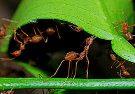 5 methods for getting rid of ants