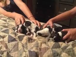 With their breeder, waiting for you! Designer Hybrid Boston Terrier Bugg Puppies For Sale In Huntingdon Pennsylvania Classified Americanlisted Com