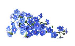 Image result for forget me not