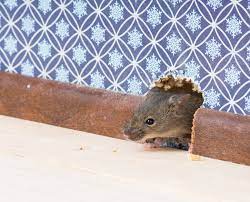 how to get rid of mice in the house
