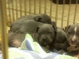 A place for really cute pictures and videos!. American Pit Bull Terrier Puppies For Sale