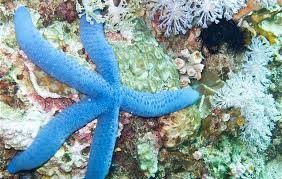 Starfish Facts For Kids National Geographic Kids
