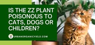 Is The Zz Plant Poisonous To Cats Dogs