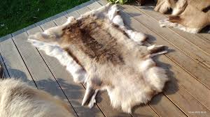 reindeer hide skin rug pelt fur luxury
