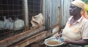 kenya farmers use rabbit urine as