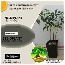 Green Tree Desi Neem Plant For