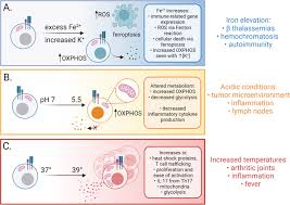 t cell immunity in cancer