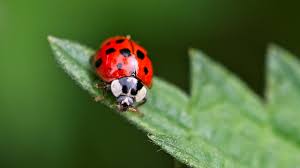 where to ladybugs real homes
