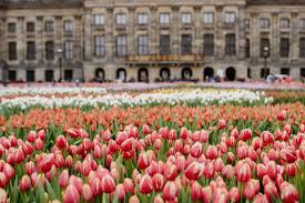 amsterdam tulip season top 5 things