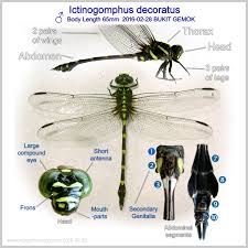 Common Dragonflies In Sabah Malaysia Dragonflies Of North