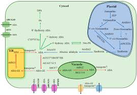 regulation of aba homeostasis