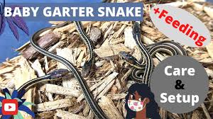 baby garter snake care and setup live
