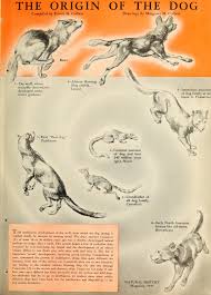 Origins Evolution Of The Dog Generation After Generation