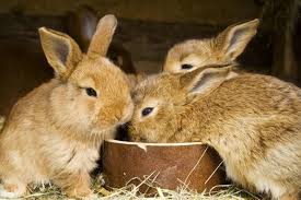 What To Feed Baby Rabbits Rabbit Care Tips
