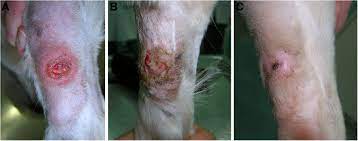 mast cell tumor on the front leg of a