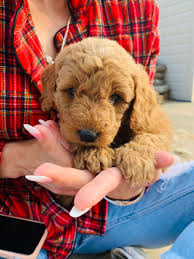 However, free goldendoodle dogs and puppies are a rarity as rescues usually charge a small adoption fee to cover their expenses (usually less than $200). Oodles Of Doodles Onalaska Texas Mini Goldendoodle Puppies For Sale Texas Mini Goldendoodle Puppies Goldendoodle Puppy Goldendoodle Puppy For Sale