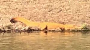 These orange alligators are raising eyebrows in South Carolina | CNN