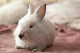 10 best rabbit bedding reviews for 2021