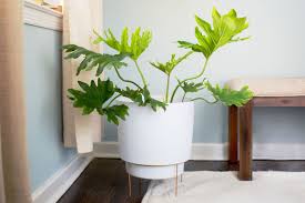tree philodendron philodendron
