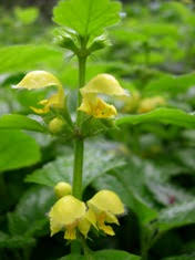 Prostrate stems, 3 oblong leaflets per leaf. Yellow Archangel Identification And Control Lamiastrum Galeobdolon King County
