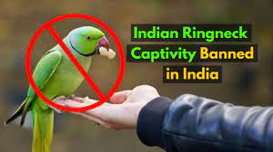 indian ringneck parrots as pet in india