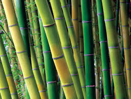 not all bamboo is created equal green