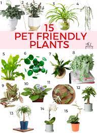 Its fronds are also concentrated towards the top of the plant, so even though it's safe for cats, they'll have trouble reaching up that high if they want to snack. 15 Pet Friendly Houseplants Safe For Cats And Dogs Paisley Sparrow