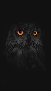 Find images of owl background. Owl Backgrounds In 2020 Owl Wallpaper Owl Pictures Owl Wallpaper Iphone