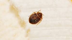 beware of carpet beetles in your home