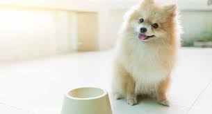 Feeding A Pomeranian Puppy The Best Way To Feed Your New