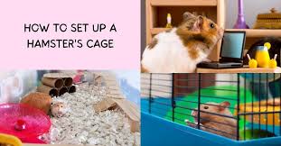 15 Things How To Set Up A Hamster Cage