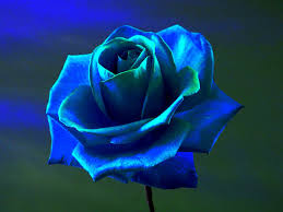 567130 rose blue rose flowers blue