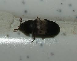 bathroom bug dermestes lardarius