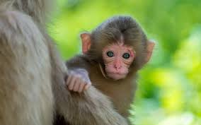 100 baby monkey pictures wallpapers com