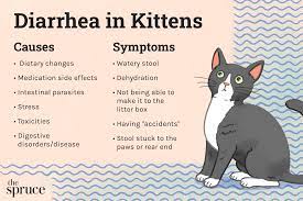 diarrhea in kittens