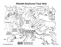 In an amazon rainforest food chain, lowest down are plants and insects, which are eaten by birds and. Rainforest Food Chain Worksheets 99worksheets
