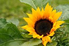 Are coffee grounds good for sunflowers?