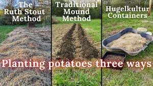 planting potatoes 3 ways ruth stout